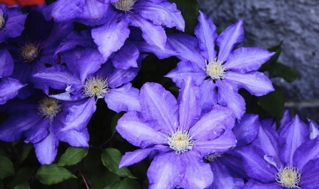 想要有一个花园,不如在阳台养这些花朵,年年开花爆盆,绚丽多彩