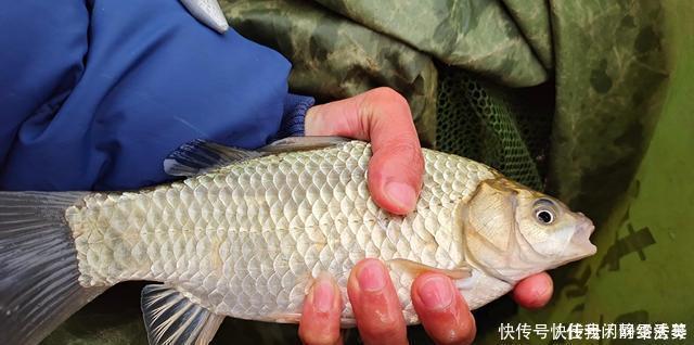 鱼苗|全国禁渔期陆续开始了，垂钓需规范，做到“该放就放，该狠就狠”