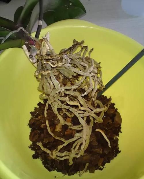  花苞|家里的花卉翻下盆，半年就能花苞满枝头，这些小技巧很实用