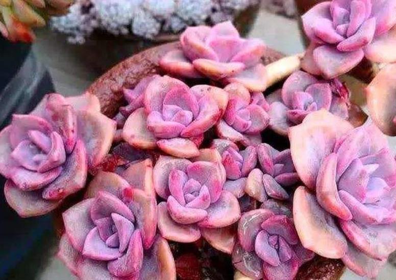 6种经典的普货多肉,新手也能养出好状态,冬天越晒叶片越美