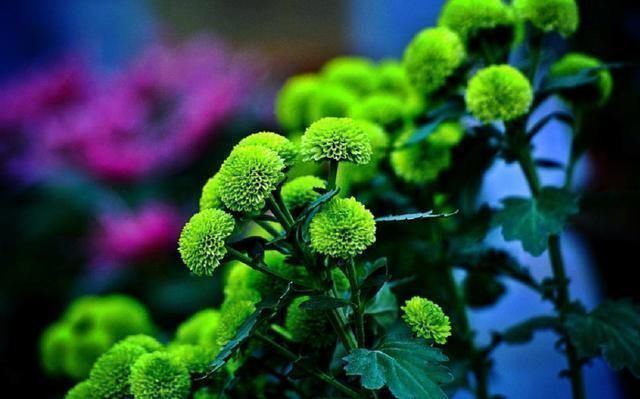 种类|养花就要养“独特”品种,这种“绿颜色”的花很好看,适合在家养