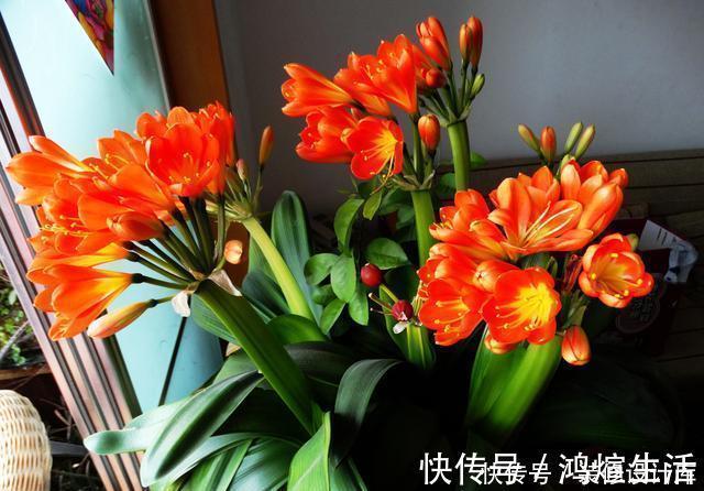 怎样让君子兰多开花？做好1件事，一盆10枝花