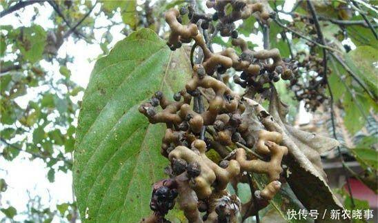 刺泡兒|公認(rèn)最好吃的3種“野果”,不用洗直接吃,第3種營養(yǎng)價(jià)值最高