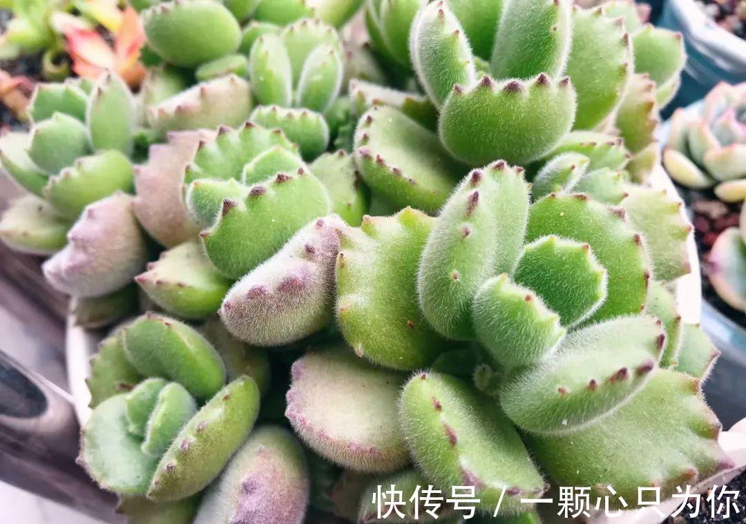 多肉浇水中的干透浇透原来是这么回事