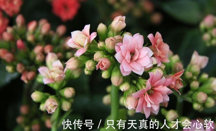 阳台上|客厅养花,不用多,6盆就能旺一年,空气小清新,常年绿油油