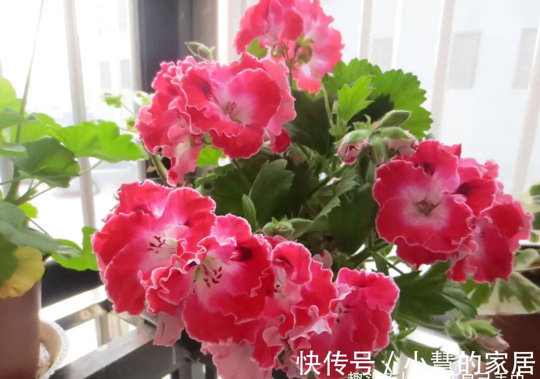 四季海棠|阳台别空着，养4种花，活脱脱像一小花园，看完我也想养！