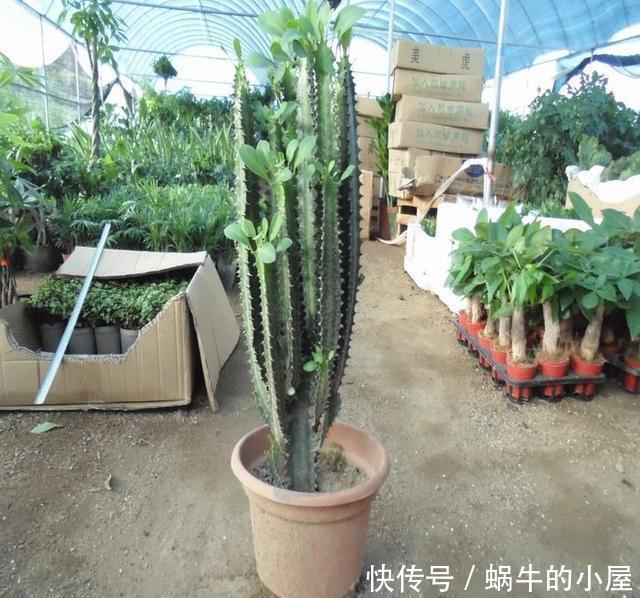 龙骨怎么养?看看我的龙骨都养成了‘树’,都夸我养得好