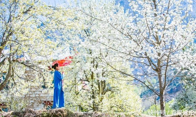 这里比甲居藏寨隐蔽，百年梨花开满山，仿若世外桃源