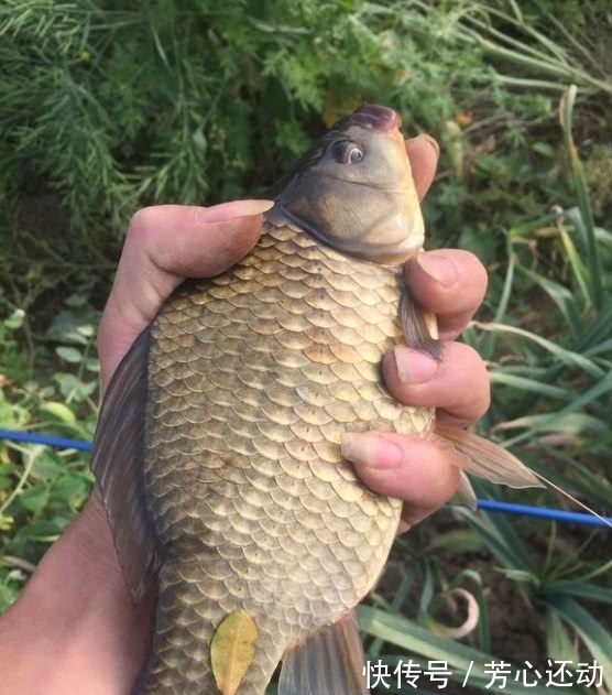 鱼情|同样的配方,别人爆护你空军?可能你求配方时忽略了这3个细节