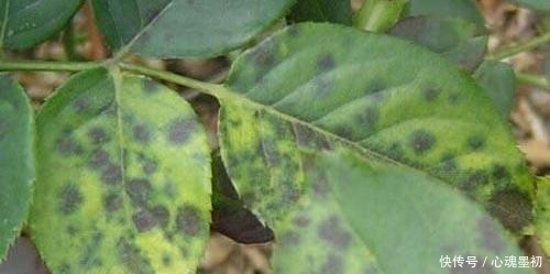 这样养花,不生虫不得病,还长得旺盛!