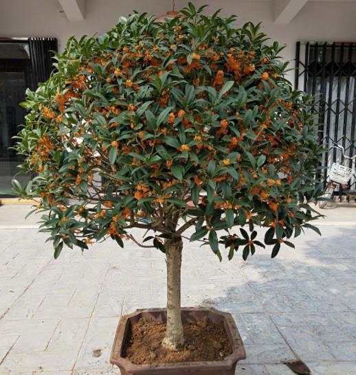 茶花|家中养3种“健康花”，种一次年年有花赏，花色鲜艳对身体好