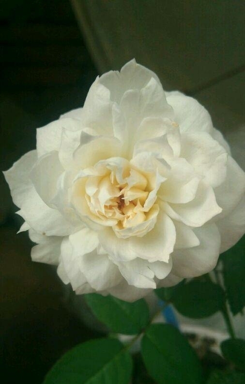 波莱罗|最勤花的盆栽花卉,香味浓郁,花色淡雅,月月开花招人爱