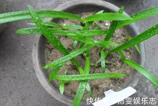 种球|朱顶红“烂了”是好事！切2刀养一个月，变成50株小苗