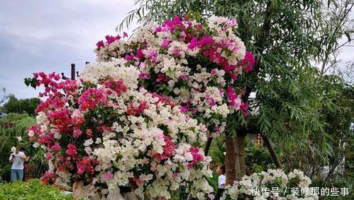 叶子|夏天三角梅有“三怕”,难怪只长叶子不开花,做对才能开出群花