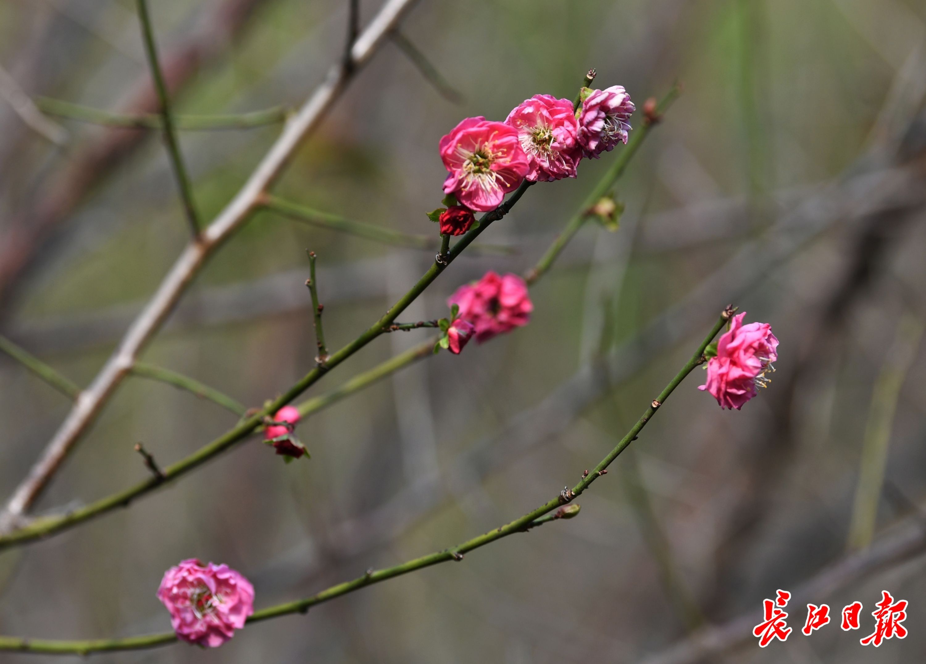 樱花|桃花、樱花、梅花齐开放？专家这样说