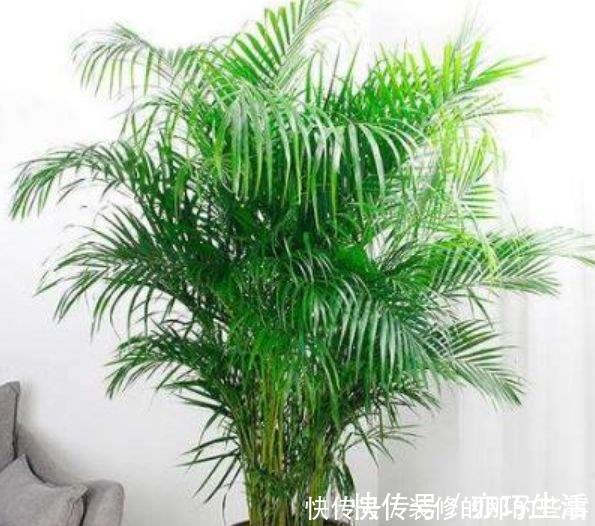养花就养4种花，家里养一盆，开花爆盆很漂亮，越养越喜欢