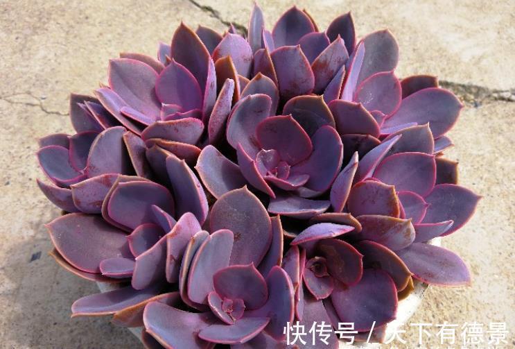 紫红色|多肉紫丁香株型不大，放在室内养会褪色，但露养则粉嘟嘟的很好看