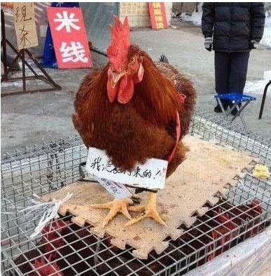 |搞笑图片幽默段子哈哈,上厕所不无聊了,可以做数独打发时间