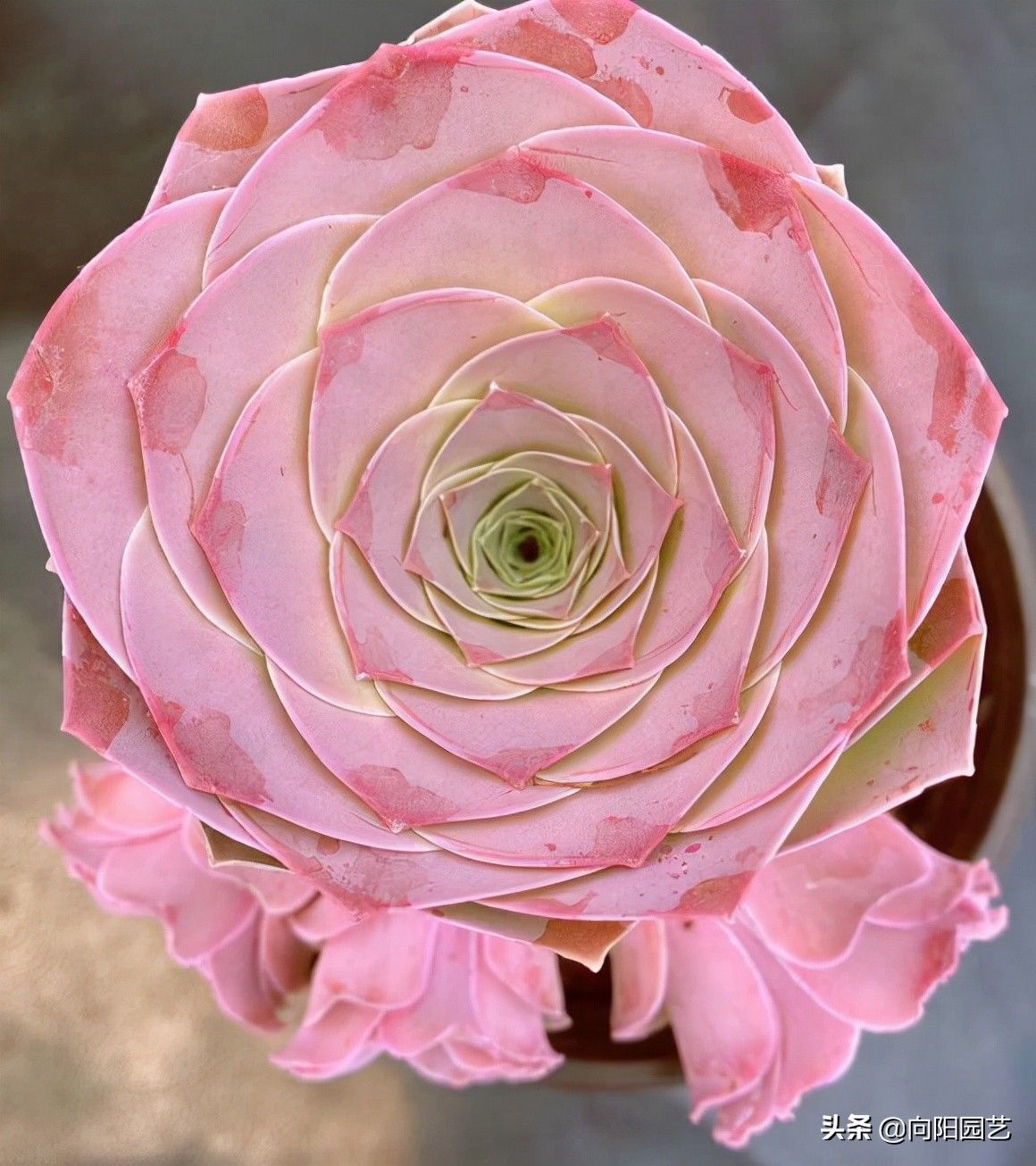 二手|花最少的钱，买最便宜的多肉，专挑二手多肉，也可以养得很好