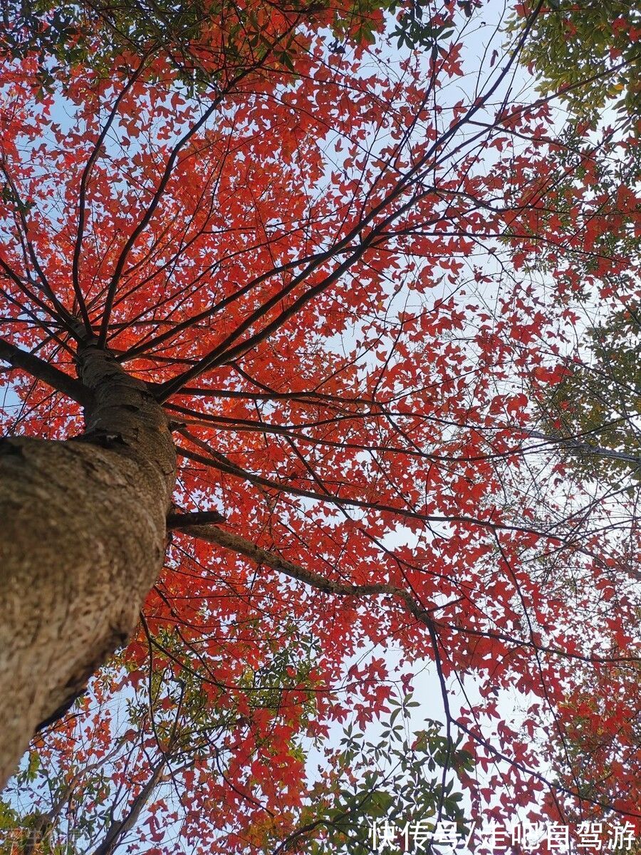 异木棉|这个自嘲只有夏天的省份，私藏了中国最丰满秋色，11、12月靓爆镜