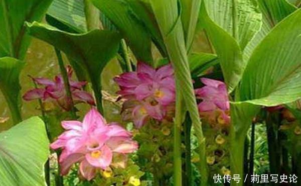 此花花开美而不艳,有极强的药效功能,寓意着身体安康!