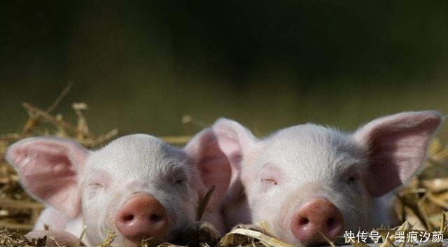 无穷|老人常说“猪往前拱,鸡往后刨”,具有指代啥如果领略获益无穷