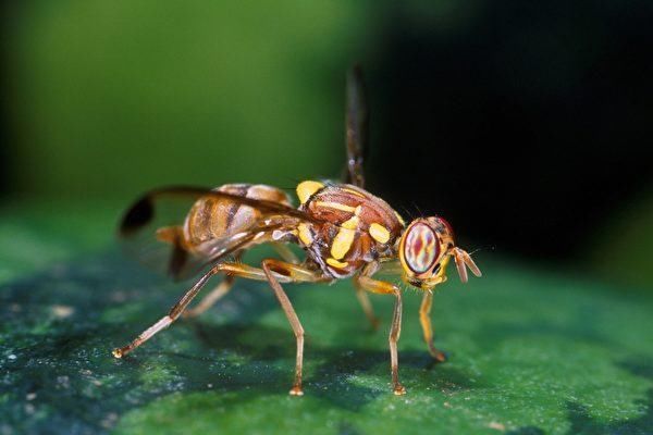 摔死、热死太空动物悲惨结局,回地球没成英雄,却差点成标本