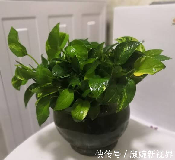 有救|妙招要死的绿萝舍得丢剪一剪,插一插,一个月后爆盆绿油油