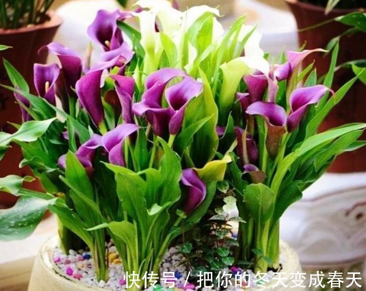 4种花很漂亮,好养易活能爆盆,简单易成活,养在哪里都爆盆