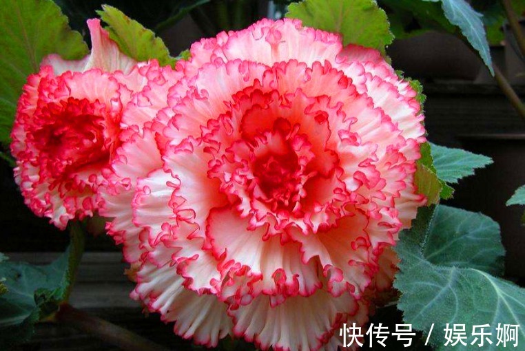 丝网状|有“1种花”是神圣之花,花色艳丽,花期长达100多天,回家快去养