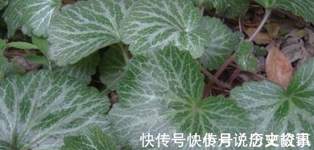 农村|农村一种长在阴湿地方的野草,很多农民不认识,晒干后40块一斤