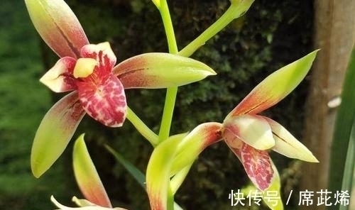 国魂兰花被誉为“四大天后”之一,开花比鸡血还红,花香迷人