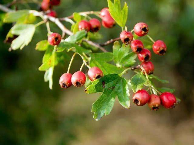 八月瓜|农村野果大全，儿时常吃的味道，吃过15种以上没多少人！
