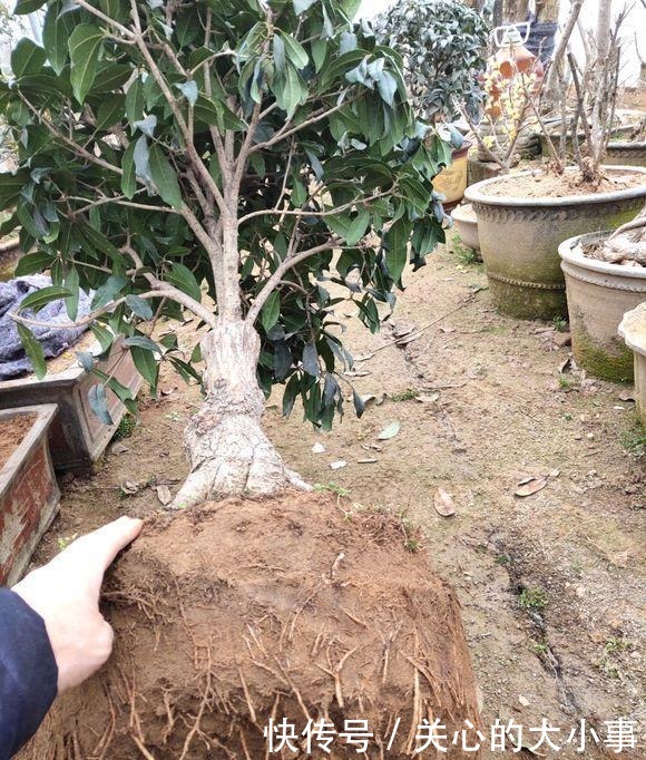 桂花掉叶子，问题出在根上，现在是最佳“挽救”时间，别错过！