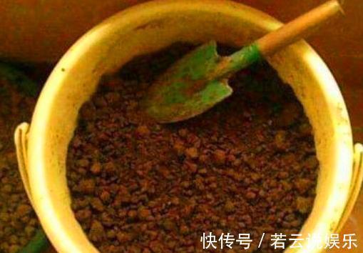 自来水|用2种“过期药”，泡水去浇花，土壤几年不板结，养啥都旺！