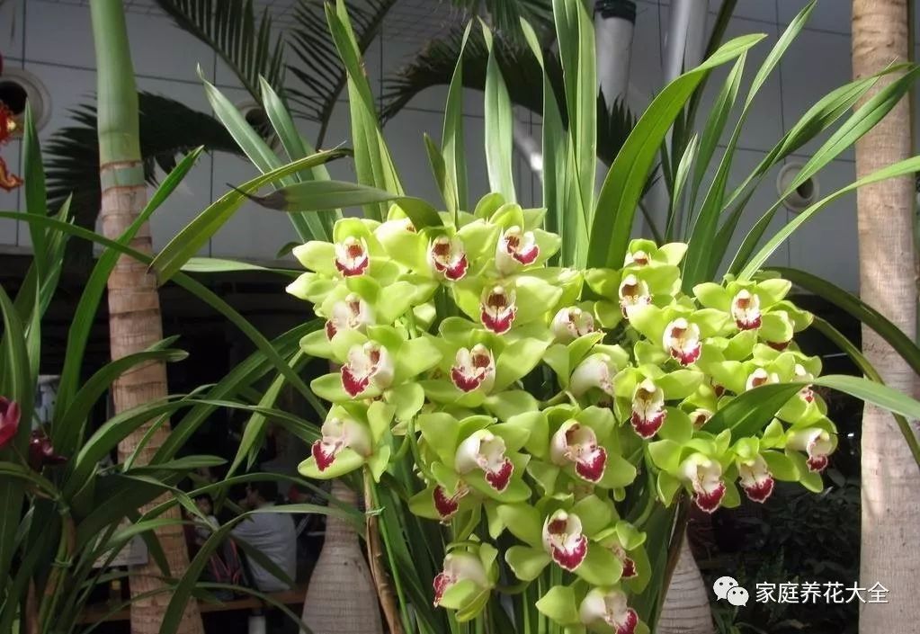 养兰花,稳抓3个“爆盆点”,新芽猛蹿,开花一片!