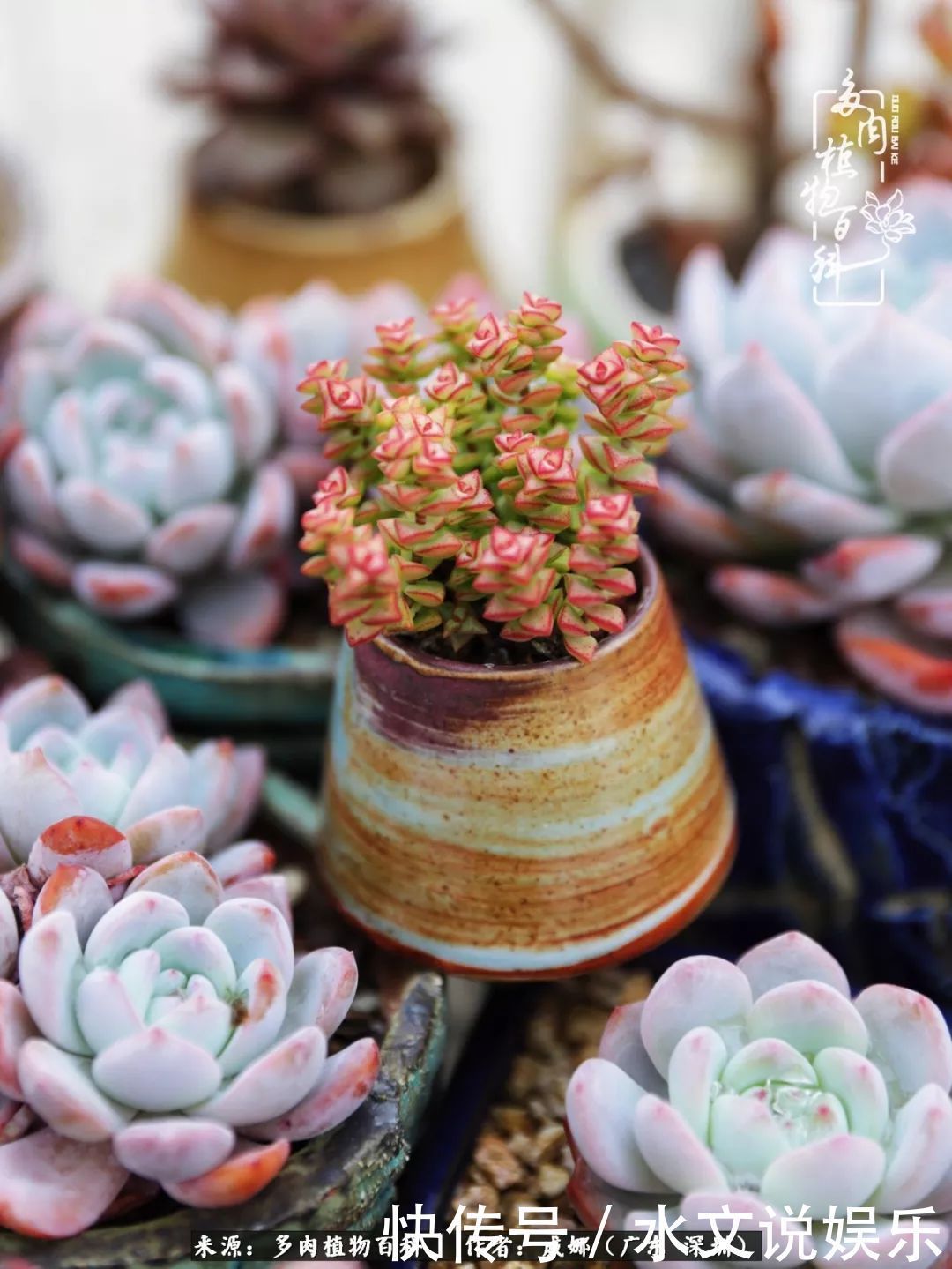 日子|笼子里露养的多肉,越养越美!有多肉的日子伴着小确幸!