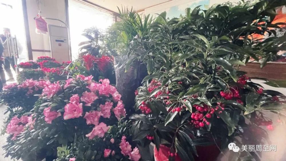 老城|周至县城有条街，叫面粉厂巷子...