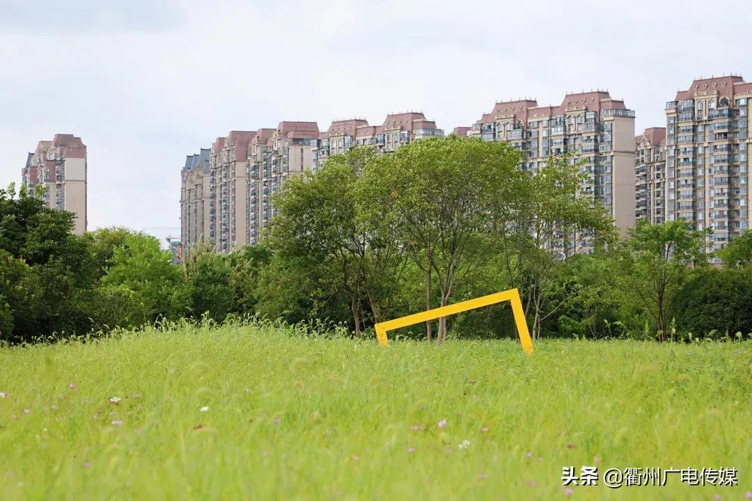 孔子花田|风车、花海、绿皮小火车……衢州这块家门口的网红打卡地宛若宫崎骏漫画！