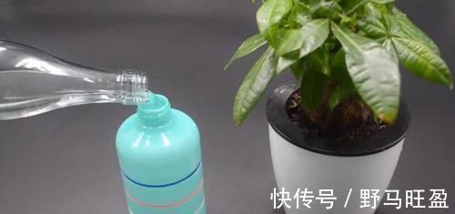 营养物质|不管多难养的花,浇水时加点它,不黄叶还不烂根,比花肥还好用