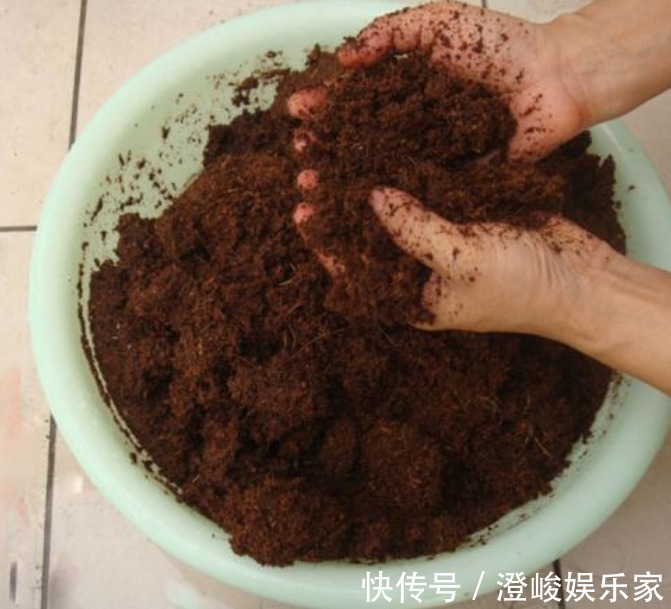 夜来香|有“1种花”,花香浓郁很好闻,还能防蚊虫,真是夏季必养花卉