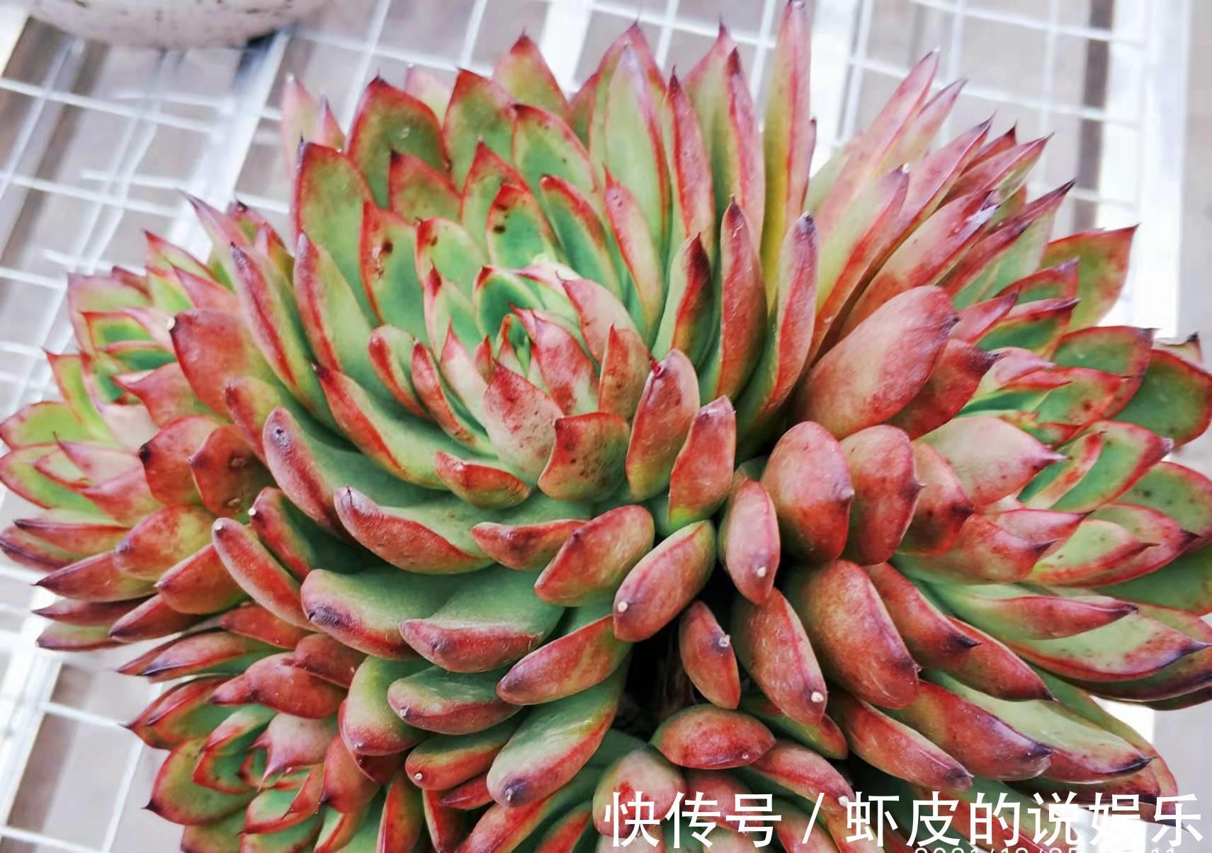 多肉|跟圣诞有关的多肉，圣诞东云——特点鲜明绿叶红边，既好养又好看