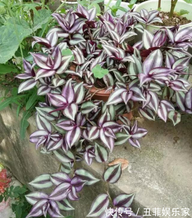 这3种吊兰千万别这么养,不然疯长爆芽,控制不住!