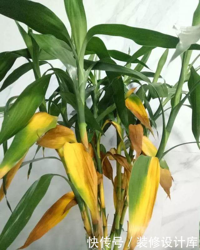 4种花,最容易被扔掉,看到别错过了,捡回家换个盆,省钱啦