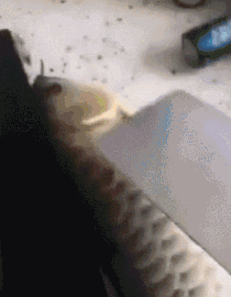 |搞笑趣图:逛完步行街,回到家里的你