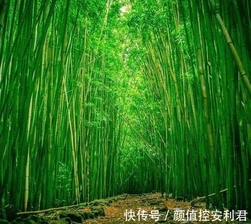 意气君@习练太极拳,要明白“意气君来骨肉臣”这句话的含义