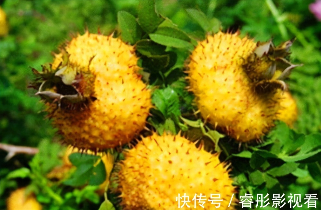 健康长寿|每天坚持吃3种食物,补充营养、滋润肌肤,好吃又不贵!