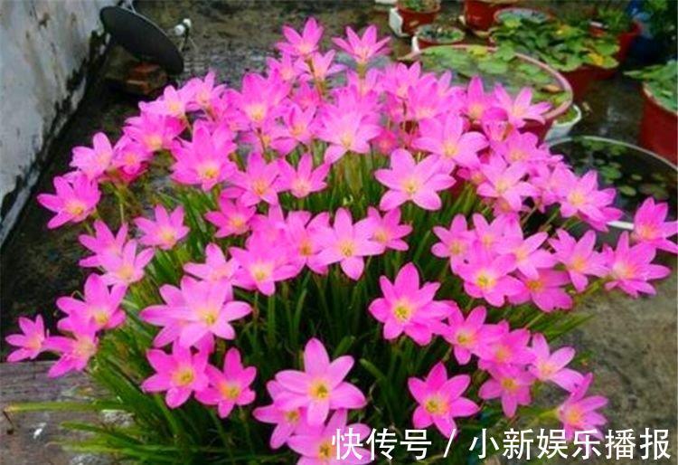 开花期|1种花比绿萝好养,比月季娇艳,香味浓郁开花多,1年四季开花不断