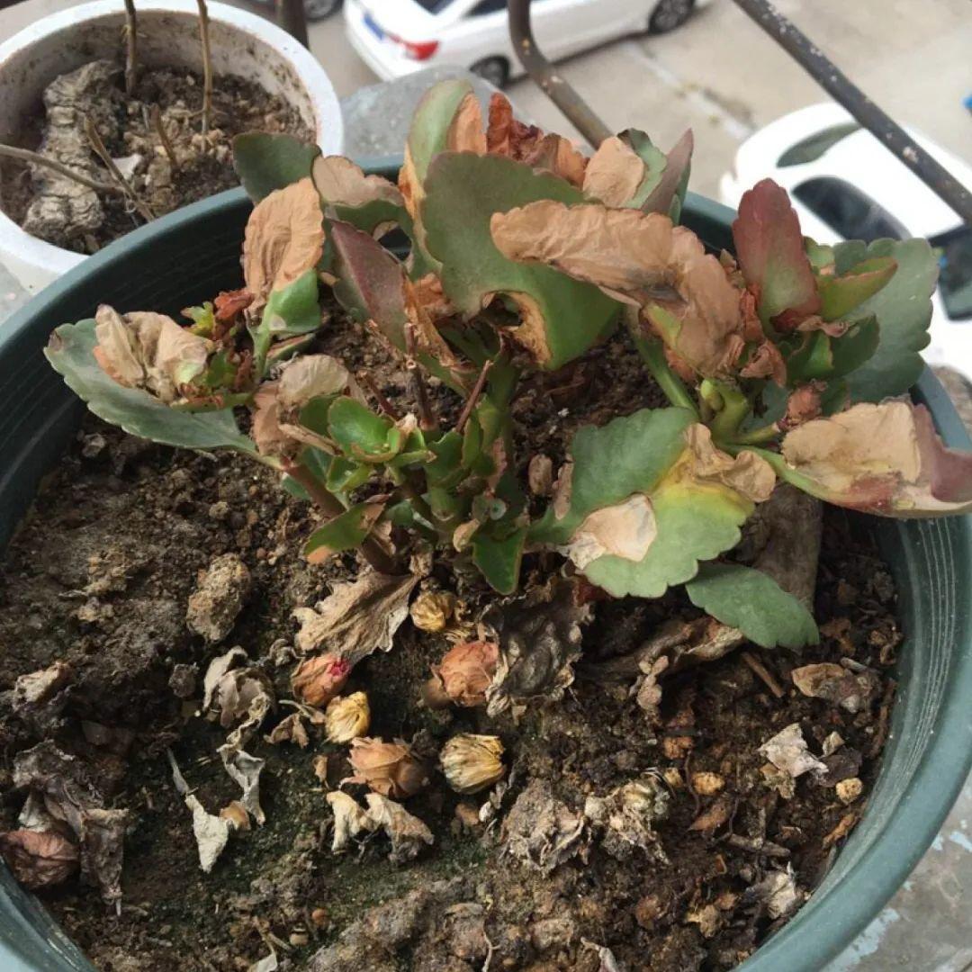 花苞|公认难养的花,养一盆死一盆,从来没有养活过!
