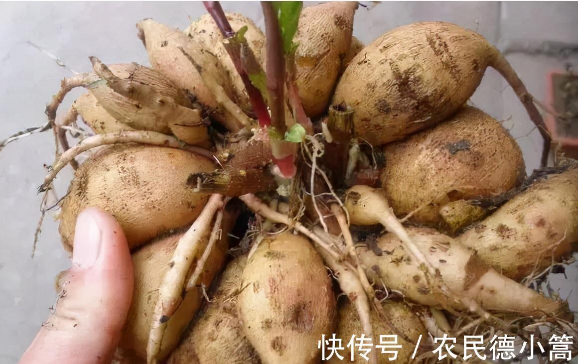 大红色|露台、小院可养一种花，花比碗口大花色鲜艳，开不停